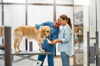 Minden, amit érdemes tudni a kisállat biztosításról